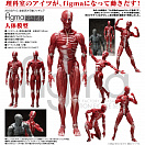 Figma SP-142 - The Table Museum - Human Body Model