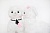 Alpacasso Alpaca Bridal Keychain (Альпака) - White Groom