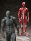 Figma SP-142 - The Table Museum - Human Body Model