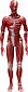 Figma SP-142 - The Table Museum - Human Body Model